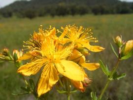 St John’s wort has yellow flowers with five petals