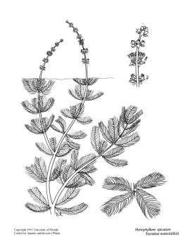 Line drawing of Eurasian water milfoil