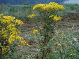 Ragwort, Senecio jacobaea