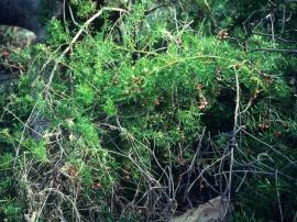 Ground asparagus has long scrambling stems.