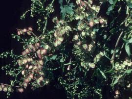 Turkey rhubarb is a climbing plant with small whitish-green flowers and papery fruit.
