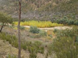 Black willows germinating on the Murrumbidgee River.