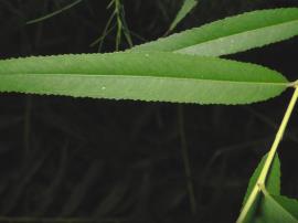Black willow leaves have serrated edges.