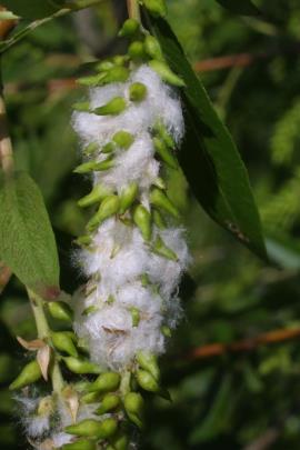 Black willow flowers - female catkin in seed.