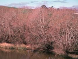 Willow leaves turn brown and drop during autumn and winter. 