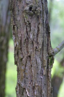 Black willow bark has deep fissures. 