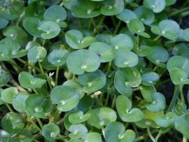 Kidney-leaf mud plantain has glossy green kidney shaped leaves.