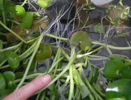 Roots grow from stem nodes.