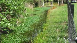 Kidney-leaf mud plantain infestation in a drain.