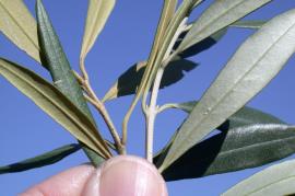 African olive leaves are olive green on top and yellow-brown underneath compared to silvery leaves of edible olive