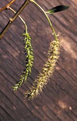 Black willow - female (left) and male catkins.