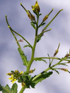 Leaves on the flowering stems are much smaller than the leaves in the rosette.