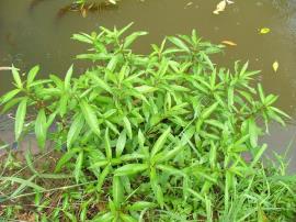 Hygrophila is a water weed with long, tapered leaves.
