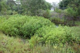Small infestation of Hygrophila costata.
