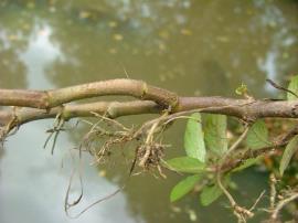Hygrophila grows roots from stem nodes.
