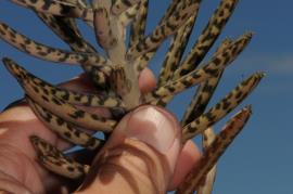 Close up of Bryophyllum delagoense leaflets. 
