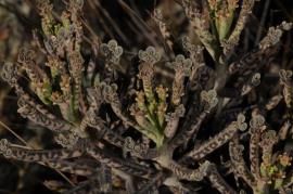 Bryophyllum delagoense leaflets. 