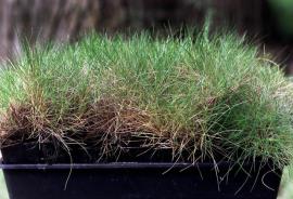 Bear-skin fescue has fine, thread-like, bright green to blueish grey leaves.