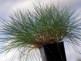Bear-skin fescue grows in small round tussocks.