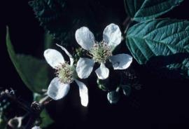 Blackberry flower (Rubus anglocandicans) with 5 white petals