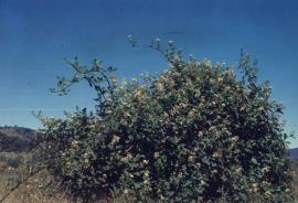 Blackberry forms tall, tangled thickets