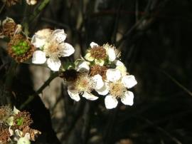 Light green fruit starting to form on R. anglocandicans