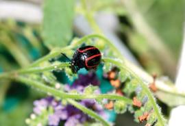 Blue heliotrope (Deuterocampta quadrijuga) beetle is a biological control agent.