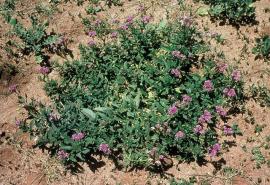 Blue heliotrope plants is a perennial ground cover.