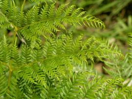 Close-up of a mature frond