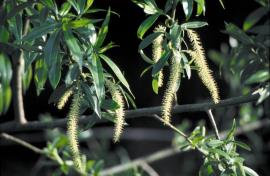 Willows have long narrow leaves and catkins that carry numerous tiny flowers. 