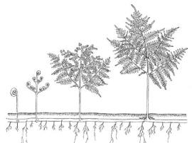 Stages of development of bracken fern