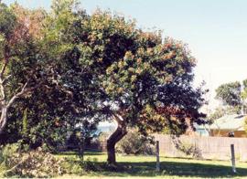 Broad-leaf pepper trees were grown as ornamentals