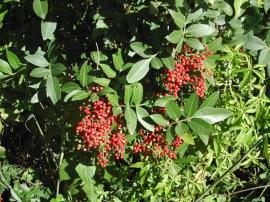 Ripe broad-leaf pepper tree berries are attractive to birds 