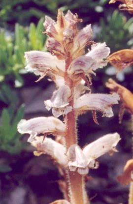 Clover broomrape (Orobanche minor) is not one of the prohibited matter species.