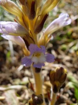 Branched broomrape (Orobanche mutelii) flower