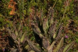 Hybrid mother of millions, Bryophyllum x houghtonii, leaves. 