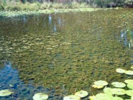 A dense cabomba infestation in fresh water.
