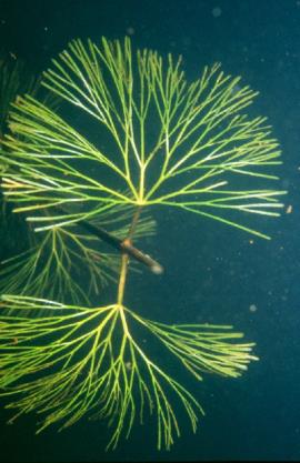 Cabomba has fan shaped leaves that grow underwater.