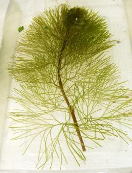 A cabomba stem showing the underwater leaf arrangement. Leaves are sparse at the base and denser at the end of the stem.