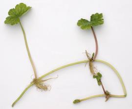 Hydrocotyl has long stolons. 