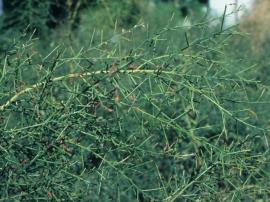 Camel thorn stems are covered in yellow tipped spines 1-4 cm long.