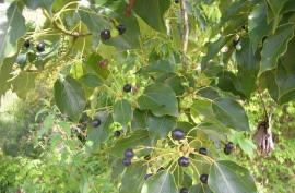 Camphor laurel fruit and leaf structure