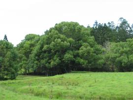 Camphor laurel invading agricultural land 