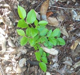 Chinese celtis seedling.