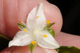 Trad flowers have three white petals with pointed tips.