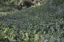 Trad forms dense mats that smother the ground and low growing plants.