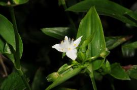The small white trad flowers are on stems up to 2 cm long.