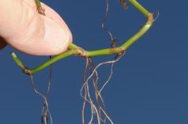 Trad roots grow from the nodes along the stem.