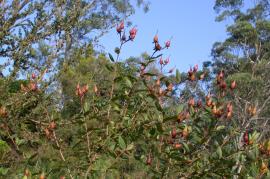 Goldflower fruit are oval to pyramid shaped capsules. They are red when immature.