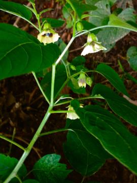 Perennial ground cherry leaves have pointed tips and are wedge shaped at the base.